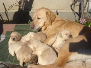 CATELUSI LABERADOR RETRIVER