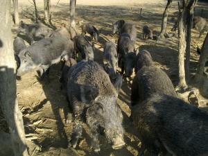 !!!PORCI MISTRET< PURCEI>SCROFITE>PUR!!!
