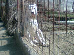 Mascul dog argentinian pentru monta