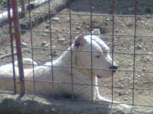 Mascul dog argentinian pentru monta