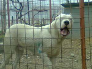 Mascul dog argentinian pentru monta