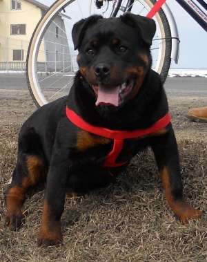 vand pui rotweiler