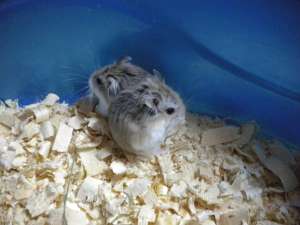 Hamsteri pitic rusesc