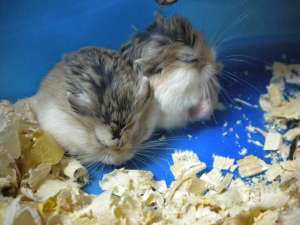 Hamsteri pitic rusesc