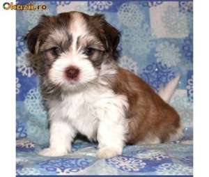 vand pui bichon 380 lei