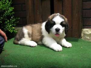 Femela Saint Bernard