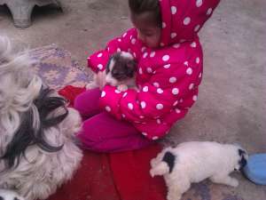 vand pui ciobanesc mioritic 0741032751