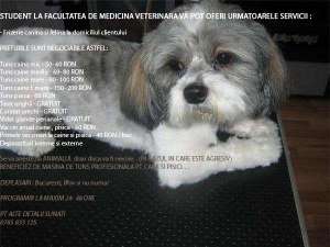 FRIZERIE CANINA SI FELINA LA DOMICILIUL CLIENTULUI