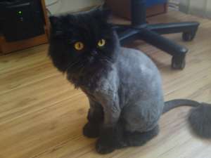 FRIZERIE CANINA SI FELINA LA DOMICILIUL CLIENTULUI