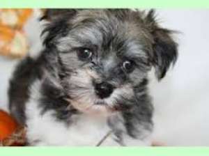 vand fetitza bichon havanez, superbaaa!!!