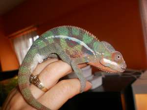 Vand reptile(animale exotice)