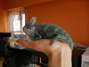 Vand reptile(animale exotice)