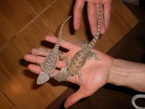 Vand reptile(animale exotice)