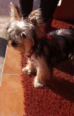 Mascul  Yorkshire Terrier pentru monta