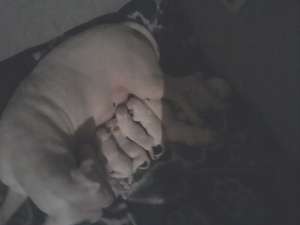 Vand catei dog argentinian