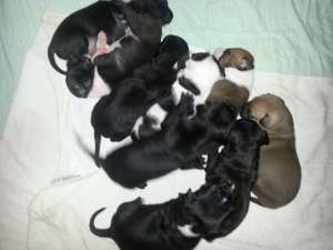 Vand catei Amstaff