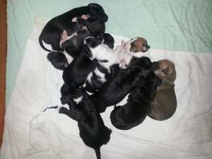 Vand catei Amstaff