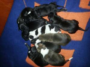 Vand catei Amstaff
