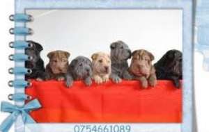 Crescator vand/schimb pui shar pei