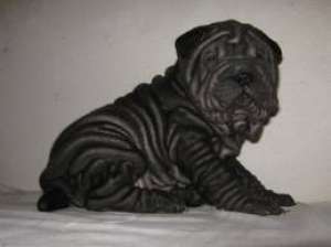 Crescator vand/schimb pui shar pei