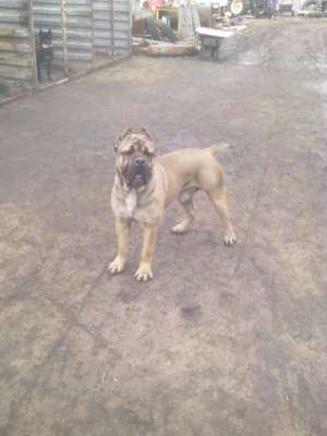 vand pui cane corso