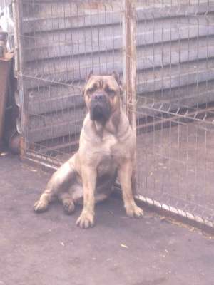 vand pui cane corso