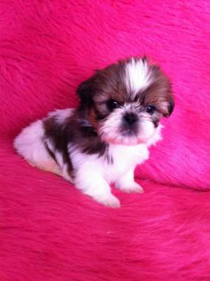 Pui rasa Shih Tzu,  2 femele si 2 masculi