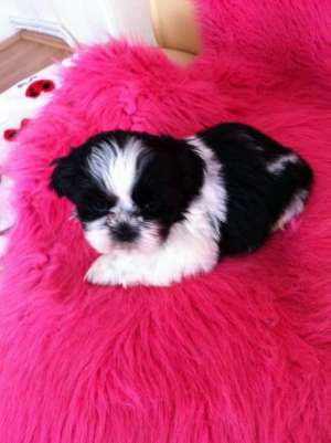 Pui rasa Shih Tzu,  2 femele si 2 masculi