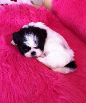 Pui rasa Shih Tzu,  2 femele si 2 masculi