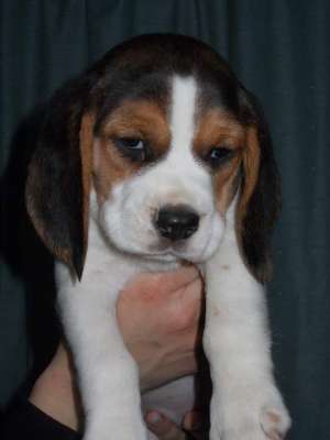 Vand catei Beagle cu pedigree !