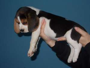 Vand catei Beagle cu pedigree !