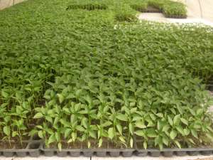 rasaduri legume de vanzare