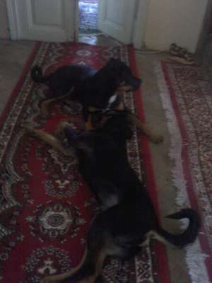 ROTTWAILER METIS PENTRU INPERECHERE