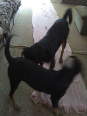ROTTWAILER METIS PENTRU INPERECHERE