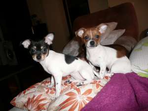 Vand 2 pui Chihuahua