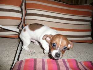 Vand 2 pui Chihuahua