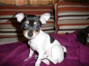 Vand 2 pui Chihuahua