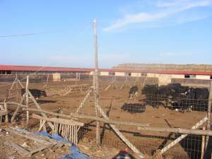VAND FERMA ANIMALE HAGIENI