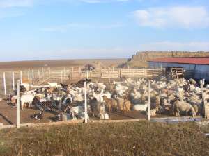 VAND FERMA ANIMALE HAGIENI