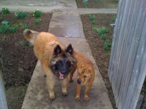 monta ciobanesc belgian tervueren