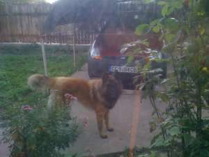 monta ciobanesc belgian tervueren