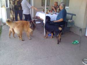 monta ciobanesc belgian tervueren