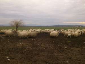 vand 400 de oi cu miel  URGENT !!!