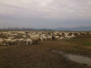 vand 400 de oi cu miel  URGENT !!!