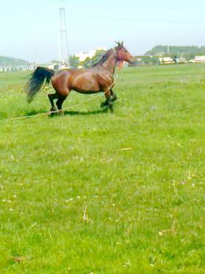 pereche de cai
