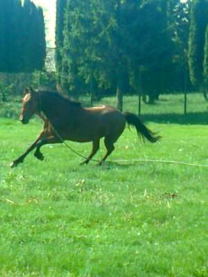 pereche de cai