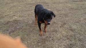 imperechere Rottweiler