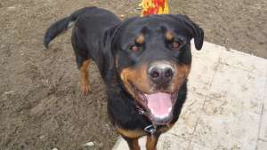 imperechere Rottweiler