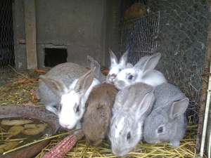 iepurasi de casa