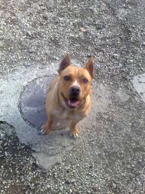 Vand Pui Amstaff